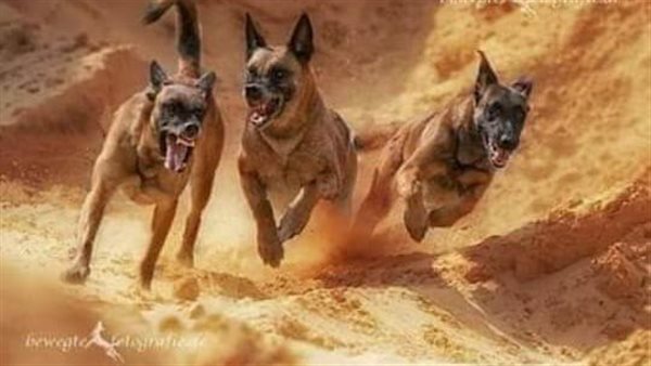 موقع أيام نيوز