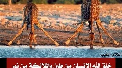 خلق الحيوان