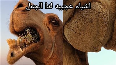 ما معنى قول النبي الإبل خلقت من العالم الخف@ي لا تصلوا في عطنها؟